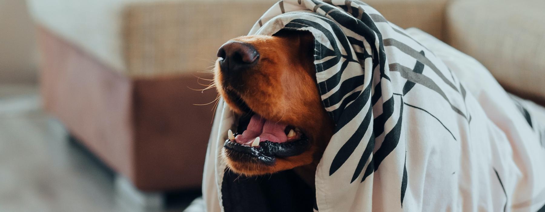 a dog wearing a striped shirt